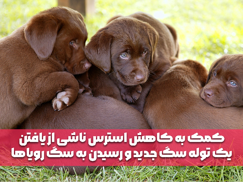 کمک به کاهش استرس ناشی از یافتن یک توله سگ جدید و رسیدن به سگ رویاها